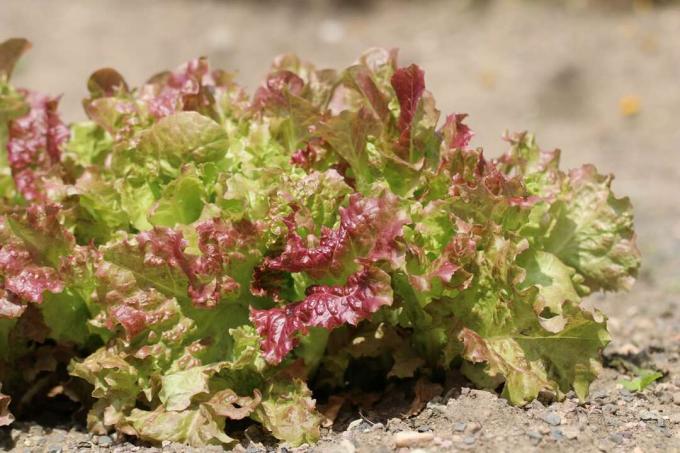 Zelena salata - Lactuca sativa var. crispa
