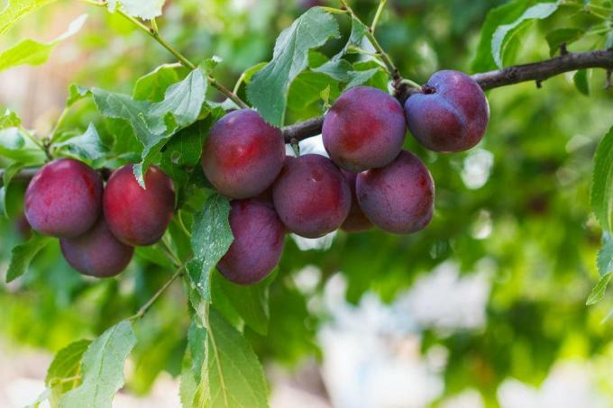 Prune, Prunus domestica