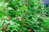 Tayberry: Allt om sorter, plantering och skötsel