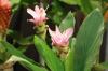 Planta de cúrcuma, raíz de azafrán: ubicación y cuidado