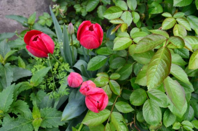 roser og tulipaner