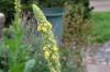 Is the mullein poisonous to children, dogs and cats?