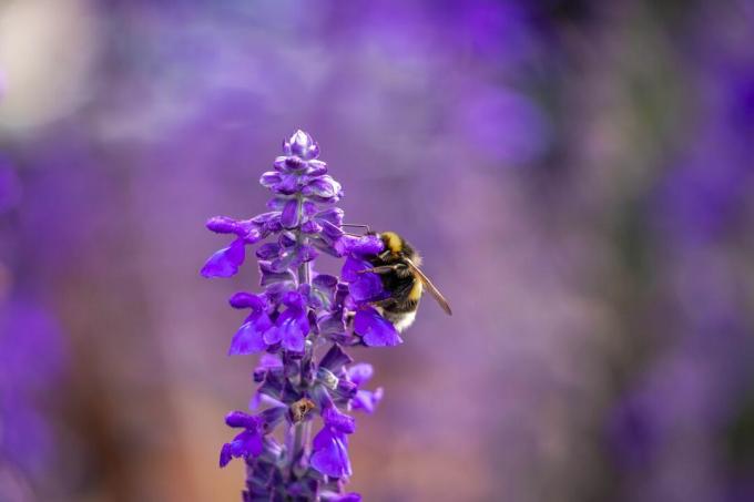 Pszczoła na kwiatku szałwii z mąki