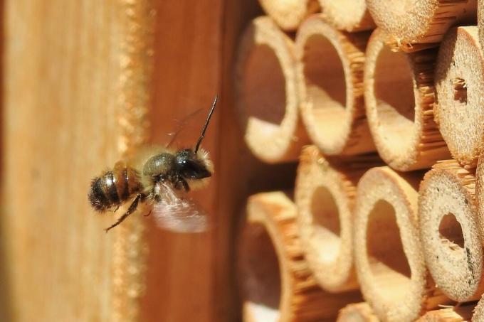 L'ape selvatica usa steli cavi nell'hotel degli insetti