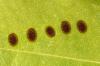 Scale insects: Detect, prevent and combat