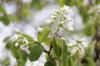 Serviceberry-variëteiten: de 8 mooiste soorten