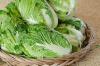 Growing, harvesting and storing Chinese cabbage