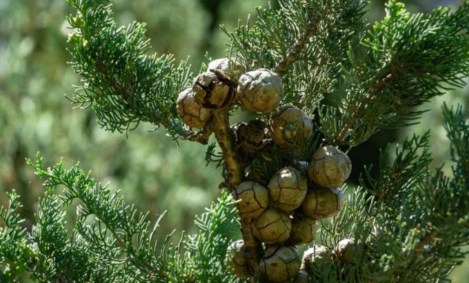 Cypress branch with cones