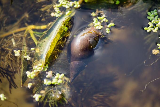 comedor de algas caracol lagoa