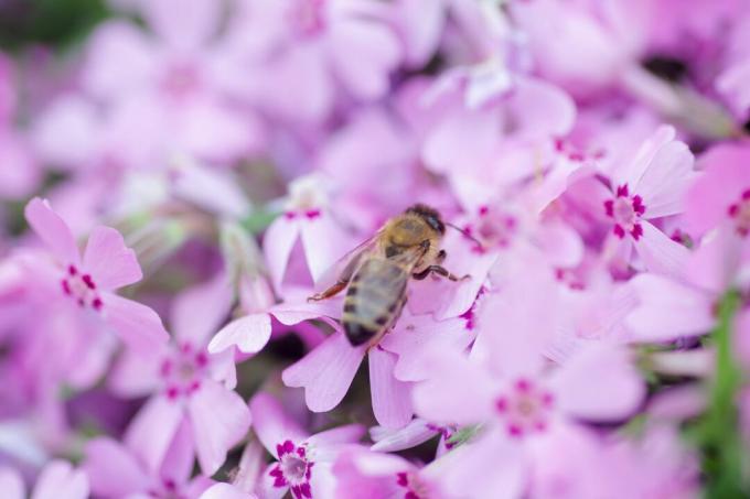 Blooming phlox with bee