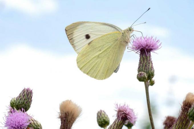 Duży biały motyl kapusta na kwiatku