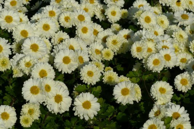 Chrysanthemum indicum variety Poetry
