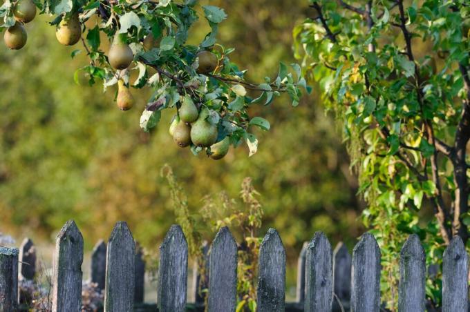 Päärynäpuu " Prinsessa Marianne" puutarhassa
