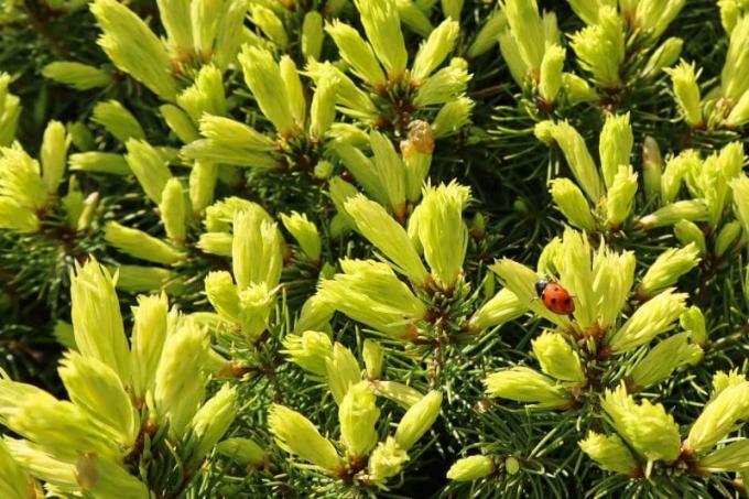 Świerk kłujący Starlight (Picea glauca)