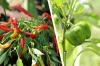 Paprika a chilli: informácie o čase siatia a klíčenia