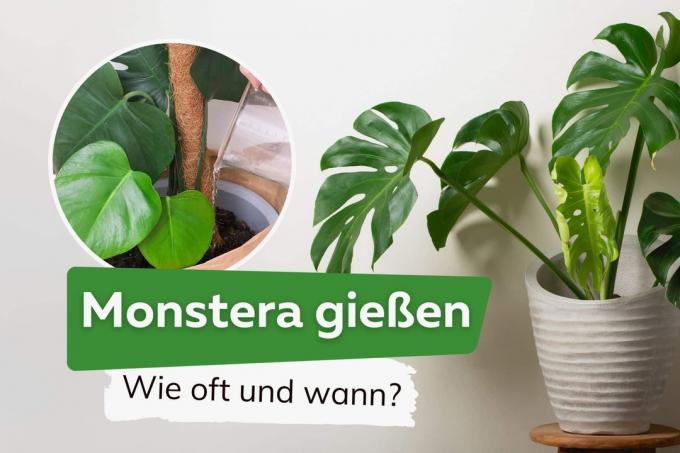Water Monstera: as often and as much water per week