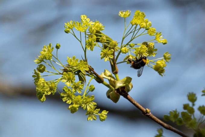 maple-blossom-bees