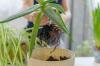 Planting & propagating aloe vera