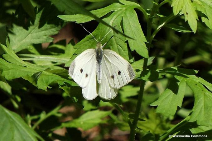 Malý bílý motýl zelí (Pieris rapae)