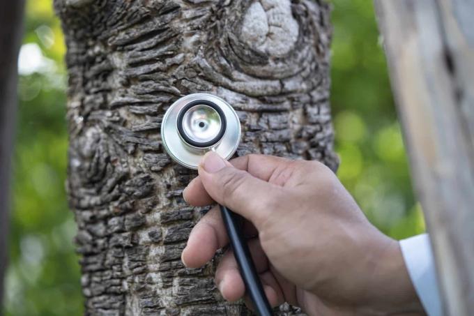 स्टेथोस्कोप से पेड़ के स्वास्थ्य की दृष्टि से जाँच करना