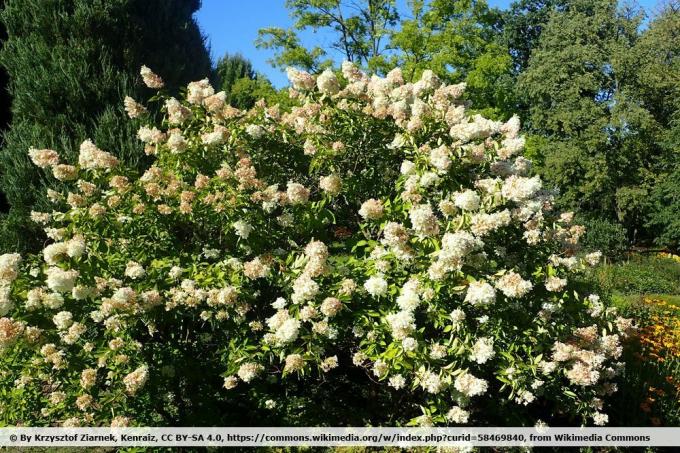 Hortensia panicule, Hydrangea paniculata 'Grandiflora'