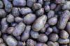 Vijolični krompir: sorte, pridelava in uporaba