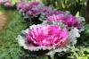 Growing ornamental cabbage: sowing, care and harvest time