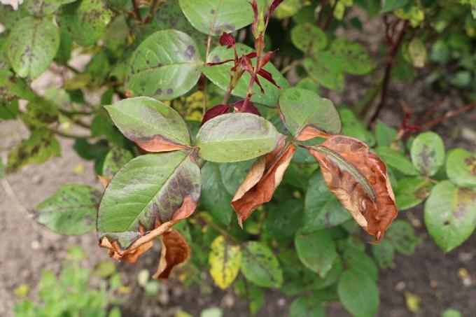 Rosier - feuilles brunes