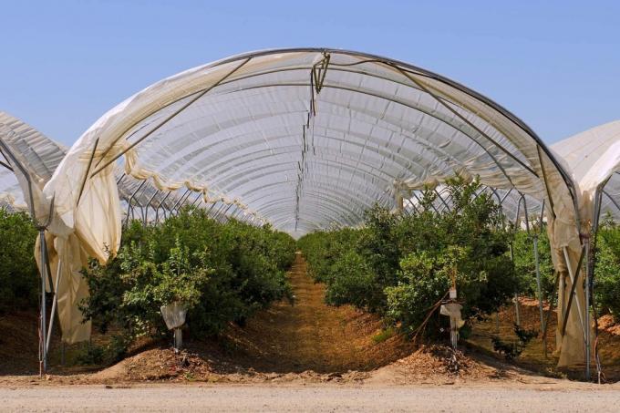 مزرعة الفستق في ولاية كاليفورنيا
