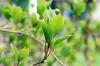 Perawatan pohon kiwi: lokasi, penanaman dan musim dingin