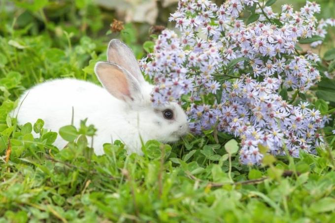 жіночий кролик серед квітів
