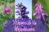 50 vietinių violetinių pievų gėlių su paveikslėliu