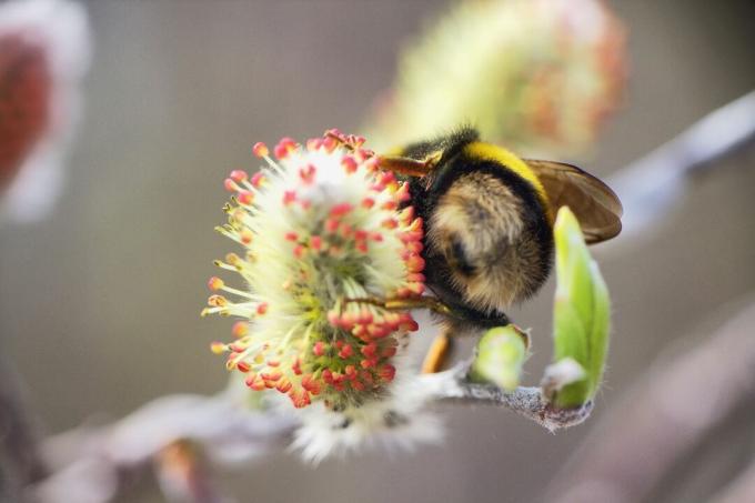 Bumblebee dari belakang
