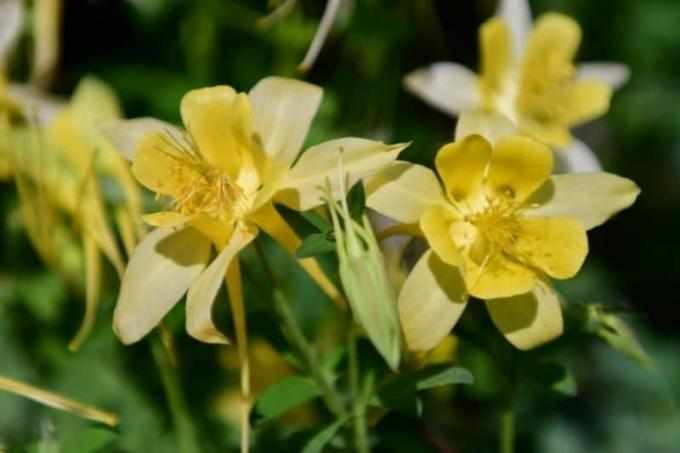 Ancolie 'Yellow Queen' (Aquilegia chrysantha)