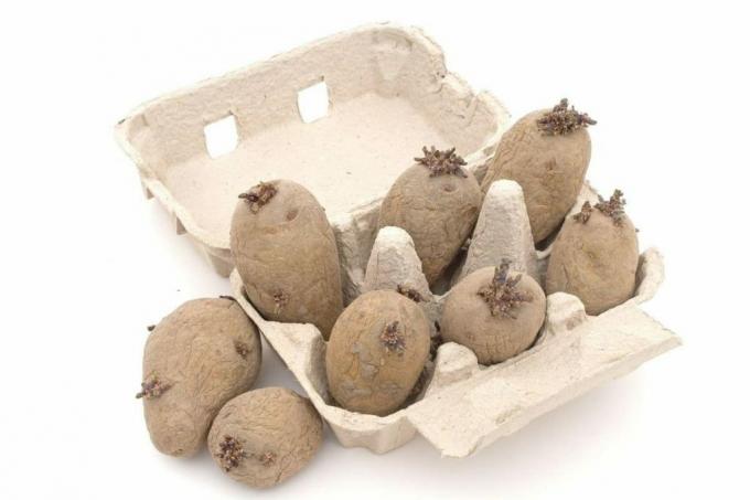Idanda kartulid eelnevalt munakarbis