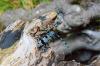 21 alkuperäistä sinistä kovakuoriaista