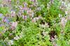 الزعتر المتتالي ، Thymus longicaulis: الرعاية من الألف إلى الياء