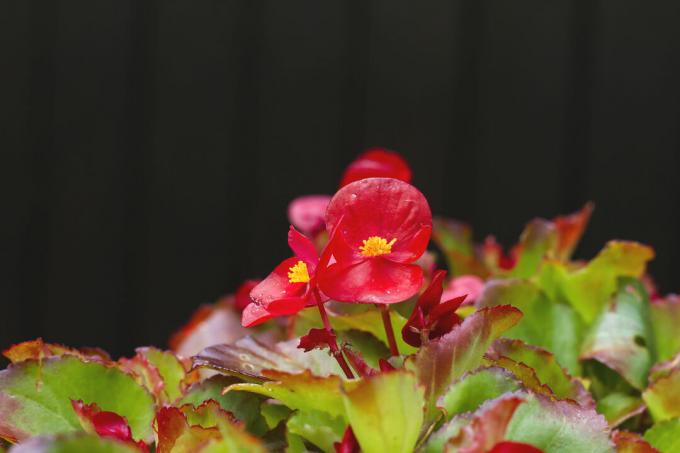 Ice begonia with red flowers