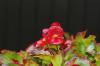 Begonia es: menanam, merawat & menahan musim dingin