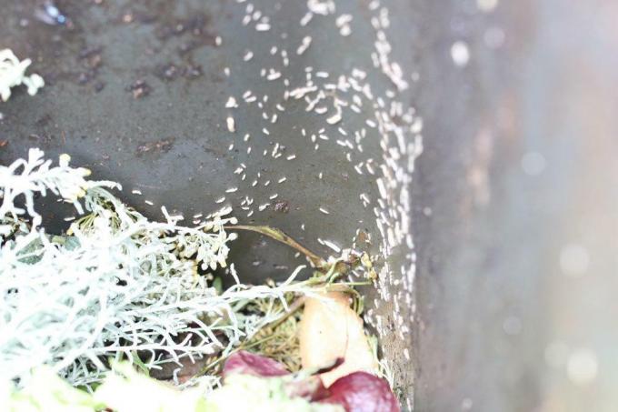 Борите се против црва у канти за органски отпад природним средствима