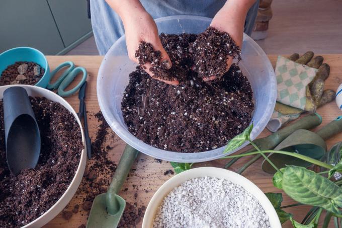 кактусова почва като почва за отглеждане