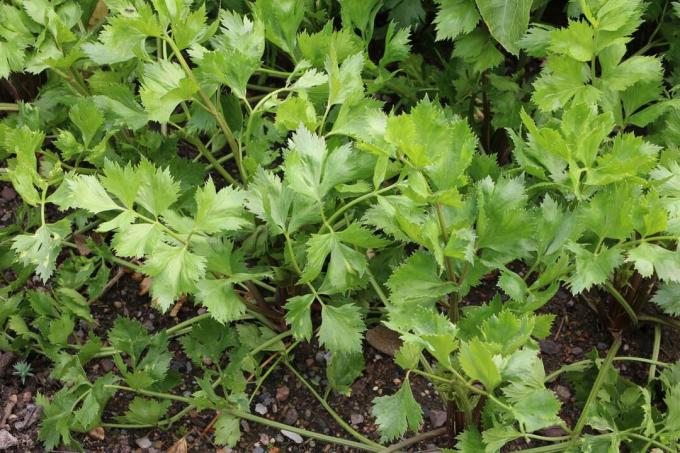 celer (Apium graveolens)