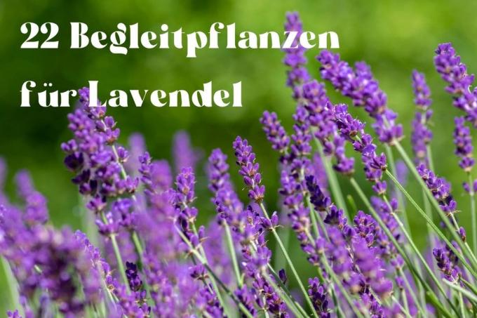 Metgezel planten lavendel
