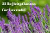 Lavendel combineren: 22 ideale gezelschapsplanten