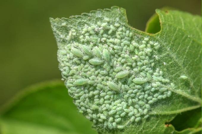 Currant blister lice (Cryptomyzus ribis) on a currant leaf