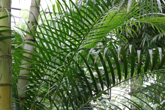 Золотая плодовая пальма - Пальма арека - Dypsis lutescens