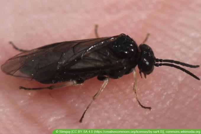Black sawfly (Endelomyia aethiops; Caliora aethiops)