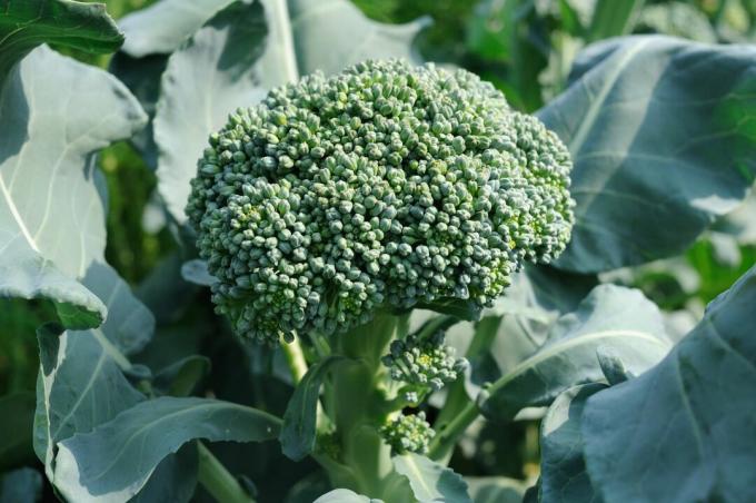 Brokoli tumbuh di kebun
