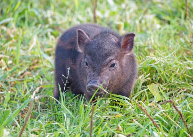Mini porco na grama