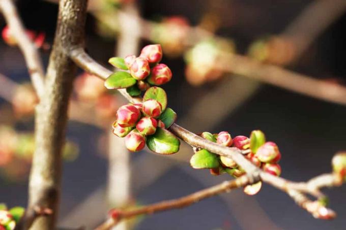 Coing ornemental - Chaenomeles